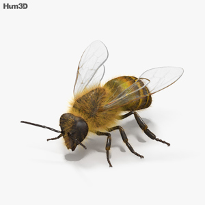 Honey Bee 3D Model