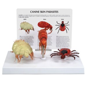 Canine Skin Parasites Model Canine Skin Parasites Model