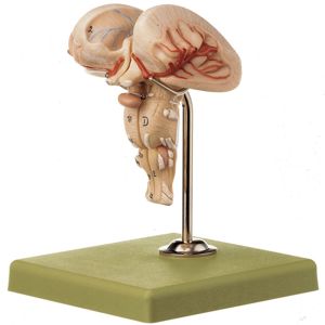 Somso Human Brain Stem Model