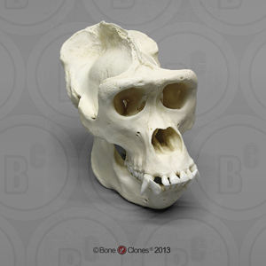 Western Lowland Gorilla Skull, Male (1)