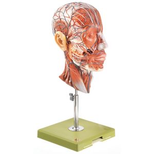 Somso Human Half Head Model Somso Human Half Head Model