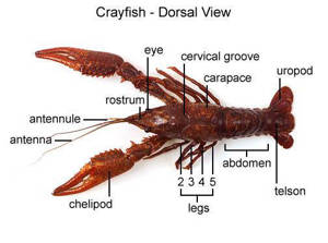 Crayfish (With Labels)