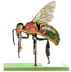 Model Of The Worker Bee