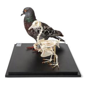 Pigeon And Pigeon Skeleton (Columba Livia Domestica), In Display Case, Specimens Pigeon And Pigeon Skeleton (Columba Livia Domestica), In Display Case, Specimens