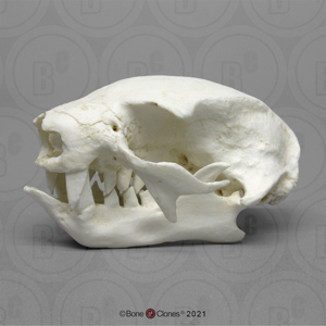 Two Toed Sloth Skull