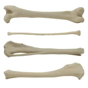 Canine Hindlimb Bones Canine Hindlimb Bones