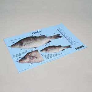 Carolina® Perch Dissection Mat