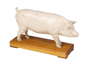 Acupuncture Pig