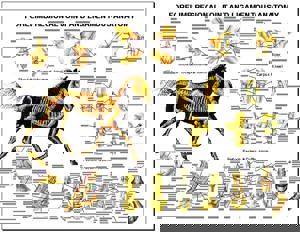 Equine Forelimb Regional Joint Anatomy Laminated Chart Equine Forelimb Regional Joint Anatomy Laminated Chart