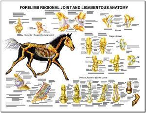 Equine Forelimb Regional Joint Anatomy Laminated Chart