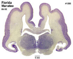 Brain Biodiversity Bank Atlases Florida Manatee Brain Biodiversity Bank Atlases Florida Manatee
