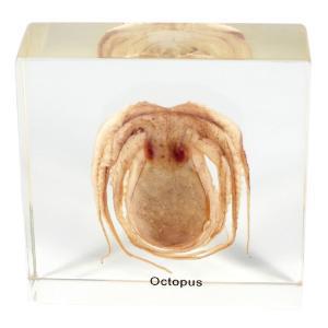 Octopus Octopus