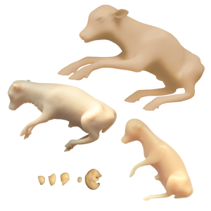 Bovine Fetal Development Models