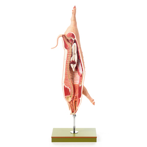 MODEL OF THE CARCASS OF A PIG