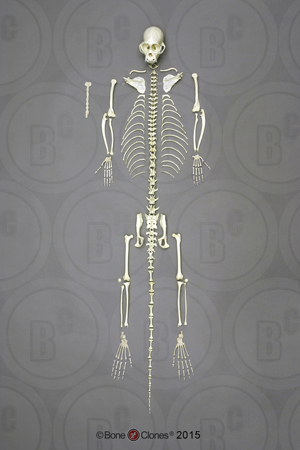 Weeping Capuchin Monkey Skeleton, Disarticulated Weeping Capuchin Monkey Skeleton, Disarticulated