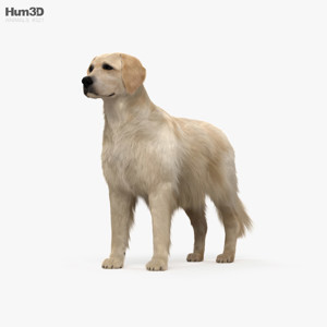 Golden Retriever 3D Model Golden Retriever 3D Model