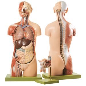 Somso® Human Torso Model With Head And Open Back Somso® Human Torso Model With Head And Open Back