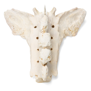 Horse (Equus Ferus Caballus), Sacrum