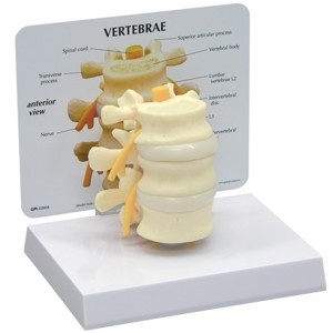 Basic Vertebrae – Model Basic Vertebrae – Model