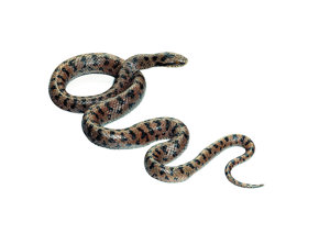 Smooth Snake, Male