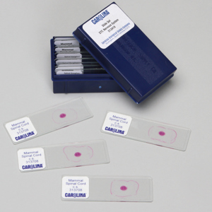 Slide Set, Nervous Tissue (1)