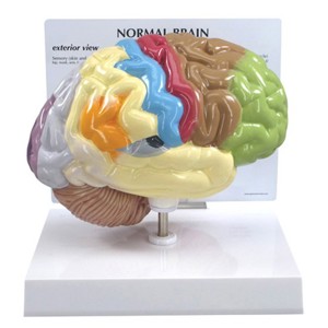 Half Brain Sensory:Motor (1) Half Brain Sensory:Motor (1)