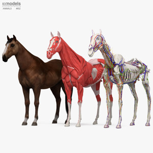Complete Horse Anatomy 3D Model