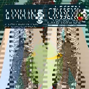 Cat Dissection (3 D Paper Dissection Model)