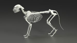 3D Model Of Cat Skeleton 3D Model 3D Model Of Cat Skeleton 3D Model