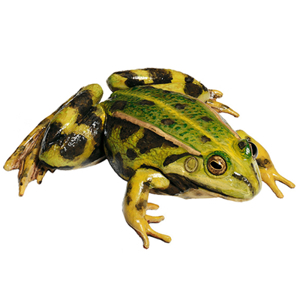 EDIBLE FROG, FEMALE