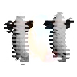 Short Face Bovine (Hereford) Penetrating Captive Bolt Short Face Bovine (Hereford) Penetrating Captive Bolt