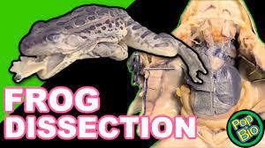 Frog Dissection Learn Frog Anatomy Structures And Function Frog Dissection Learn Frog Anatomy Structures And Function