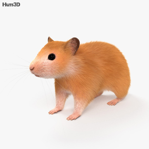 Hamster 3D Model