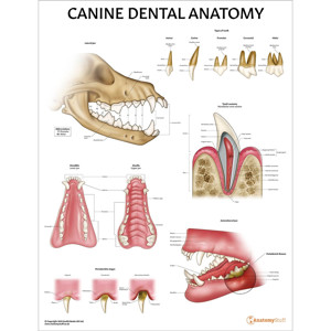 teeth anatomy canine