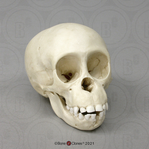 Chimpanzee Infant Skull