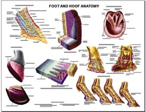 Equine Foot And Hoof Anatomy Laminated Chart