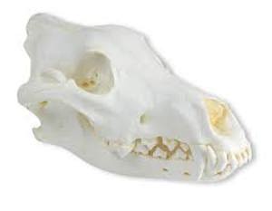Skull, Wolf (Canis Lupus), Alaskan Wolf Skull, Wolf (Canis Lupus), Alaskan Wolf