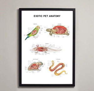 Exotic Pet Anatomy Fine Art Print (1)