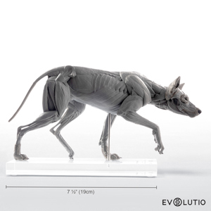 Wolf Anatomical Figure 1 8 Scale