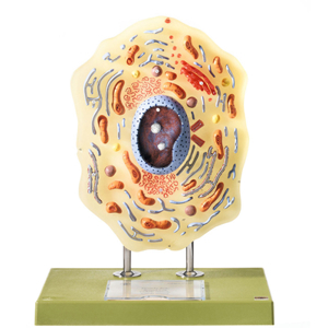 Animal Cell Animal Cell