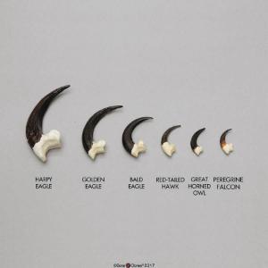 Boneclones® Raptor Talons Comparison Set Boneclones® Raptor Talons Comparison Set