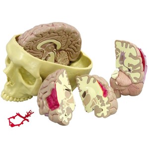 Brain Model #2900 Brain Model #2900