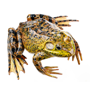 NORTH AMERICAN BULLFROG, MALE