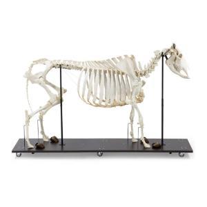 Cow Skeleton