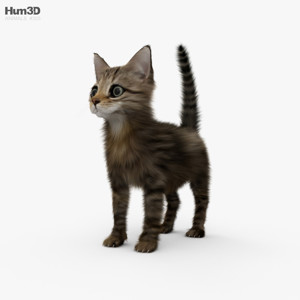 Kitten 3D Model (1)