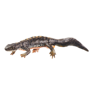 Alpine Newt In Its Terrestrial Form, Male Alpine Newt In Its Terrestrial Form, Male