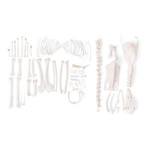 Goose Skeleton (Anser Anser Domesticus), Disarticulated Goose Skeleton (Anser Anser Domesticus), Disarticulated