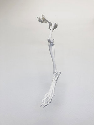 Dog skeleton - (Dog skeleton) 3D Printing Model - Threeding