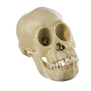 Chimpanzee Skull, Juvenile