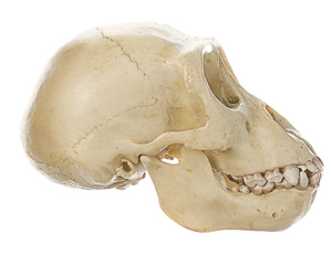 Young Gorilla Skull Young Gorilla Skull